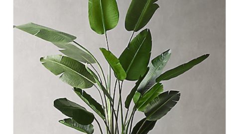 A Quick Guide to the plants of YWA!
